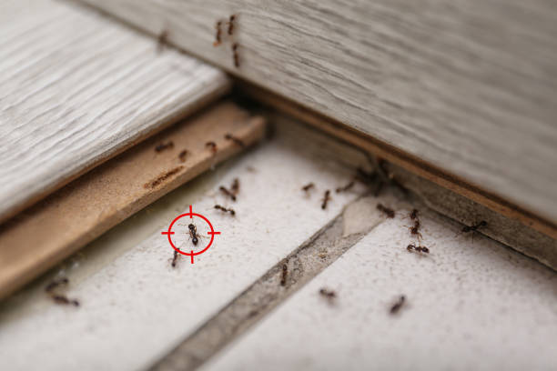 Best Wasp Removal Services  in Ashburn, GA