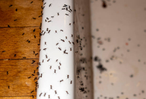 Best Exterminator Services  in Ashburn, GA